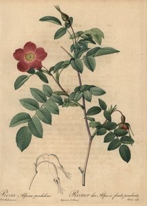 Rosa alpina escarlate, Rosa pendulina de Pierre Joseph Redouté