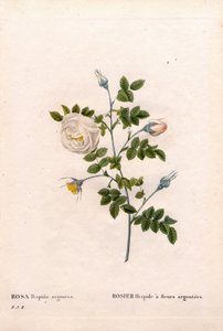 Rosa de flor de prata hispid, Rosa tomentosa variedade, Rosa Rosa rosa com flores de prata. Gravura em chapa de cobre colorida à mão, de Pierre Joseph Redoute, "Les Roses", Paris de Pierre Joseph Redouté