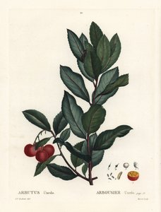 Morangueiro, Arbutus unedo. Gravação de um estilete colorido à mão por Pierre-Joseph Redoute, de Henri Louis Duhamel du Monceau