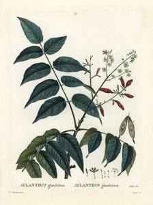 Árvore do céu, ailanthus ou chouchun, Ailanthus altissima (Aylanthus glandulosa). Gravura de um estilete colorido por Moret após uma ilustração de Pierre-Joseph Redoute, de Henri Louis Duhamel du Moncel