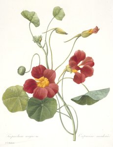 Tropaeolum majus (nasturtium do jardim), 1827 de Pierre Joseph Redouté