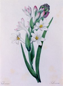 Tuberosa (gravura a cores) de Pierre Joseph Redouté