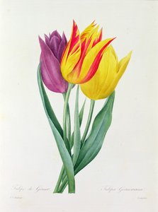 Tulipa Gesneriana (gravura colorida) de Pierre Joseph Redouté