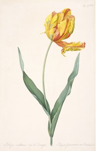 Tulipa Gesneriana var. Tulipa Papagaio Dracontia, 1816 de Pierre Joseph Redouté