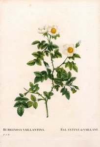 Rosa rubiginosa de Vaillant, Rosa rubiginosa, L