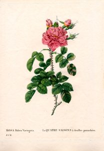 Variegated Four Seasons pink, Rosa damascena var. bifera. Gravura em chapa de cobre colorida à mão de "Les Roses", de Pierre Joseph Redoute, Paris. de Pierre Joseph Redouté