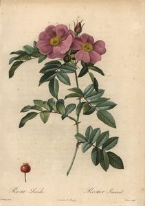Violette Virginia-Rose, Rosa virginiana von Pierre Joseph Redouté