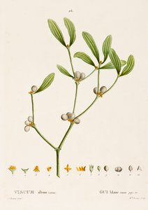 Verônica álbum L. Mistletoe, c1800-1830. de Pierre Joseph Redouté