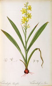 Wachendorfia Thyrsiflora, de &39;Les Liliacees&39;, c.1805 (gravura colorida)