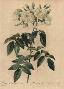Rosa almiscarada branca, Rosa moschata de Pierre Joseph Redouté