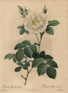 Rosa branca, Rosa alba flore pleno, Rosier blanc ordinaire de Pierre Joseph Redouté