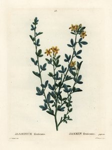 Jasmim selvagem ou amarelo, Jasminum fruticans. Gravura de agulha colorida por Miss Brenet após uma ilustração de Pierre-Joseph Redoute de Henri Louis Duhamel du Moncel