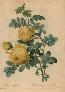 Rosa amarela de enxofre, Rosa hemisférica de Pierre Joseph Redouté