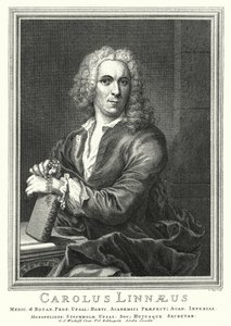 Carl Linnaeus, botânico e zoólogo sueco (gravura)
