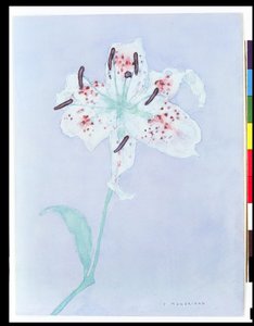 Lily, depois de 1921 (aguarela e lápis) de Piet Mondrian
