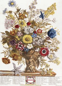 Novembro, de &39;Doze Meses de Flores&39;