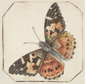 Borboleta de cardo (Vanessa cardui) de Pieter Barbiers (possibly)