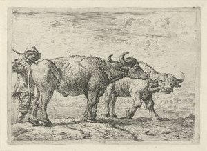 Dois búfalos e um pastor
Vários animais (título da série) de Pieter Bodding van Laer