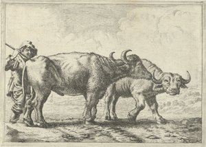 Dois búfalos e um pastor
Vários animais (título da série) de Pieter Bodding van Laer