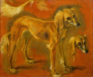 Dois estudos de um galgo