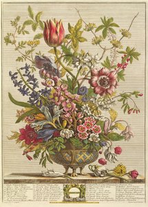 Fevereiro, de "Doze Meses de Flores", de Robert Furber (c.1674-1756) gravado por Henry Fletcher (gravura a cores)