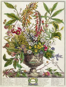 Janeiro, de "Doze Meses de Flores", de Robert Furber (c.1674-1756) gravado por Henry Fletcher (gravura a cores)