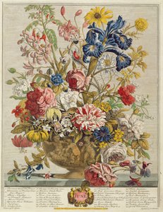 Junho, de &39;Doze Meses de Flores&39; de Robert Furber (c.1674-1756) gravado por Henry Fletcher (gravura a cores)