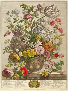 Maio, de &39;Doze meses de flores&39; por Robert Furber (c.1674-1756) gravado por Henry Fletcher (gravura a cores)