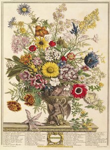 Novembro, de &39;Doze meses de flores&39; de Robert Furber (c.1674-1756) gravado por Henry Fletcher (gravura a cores)