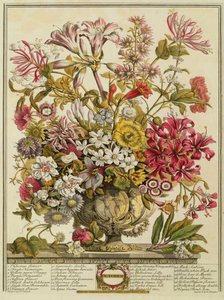 Outubro, de &39;Doze meses de flores&39; de Robert Furber (c.1674-1756) gravado por Henry Fletcher (gravura a cores)