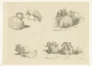 Quatro espectáculos com ovelhas e cabras
Ovinos e caprinos (título da série) de Pieter Gerardus van Os