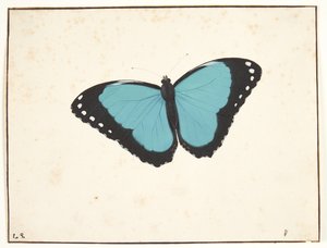 Uma borboleta exótica do dia