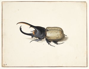 Em herkulesbille (dinastes hercules)