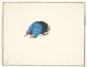Um besouro rinoceronte (scarabaeidae)