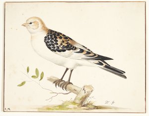 Em snespurv (Plectrophenax nivalis)