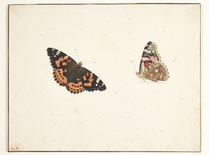 Dois estudos de um cardo (vanessa cardui l.)