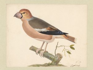 Tentilhão de maçã de Pieter Holsteyn (I)