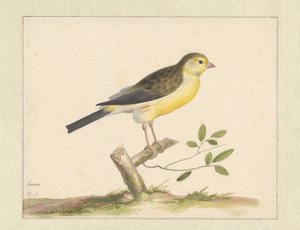Canário selvagem de Pieter Holsteyn (I)