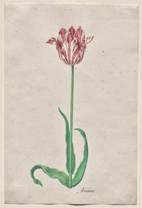 Estudo de uma tulipa (Anvaers) de Pieter Holsteyn II