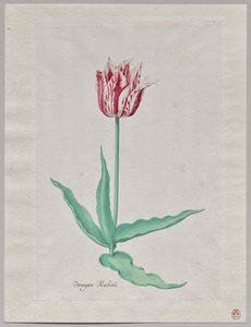 Estudo de uma Tulipa (Perregoen Machieu) de Pieter Holsteyn II