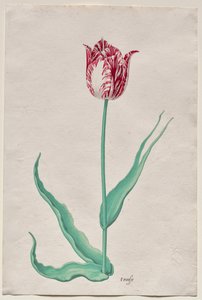 Estudo de uma Tulipa (