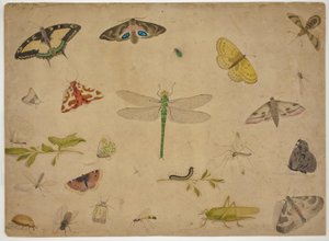 26 insetos de Pieter I Holsteijn