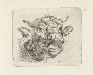 Cabeça de vaca, uivando