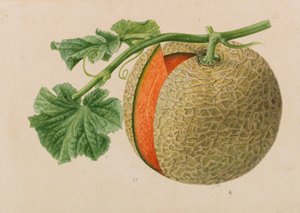 Originais de publicações de horticultura e arboricultura, 1878-1881. de Pieter Joseph de Pannemaeker