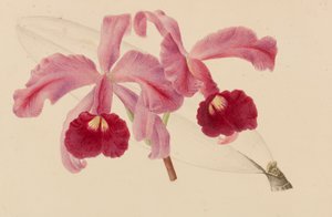 Originais de publicações de horticultura e arboricultura, 1878-1881. de Pieter Joseph de Pannemaeker