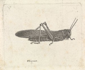 Gafanhoto de Pieter Lyonet