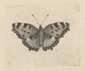 Borboleta de Pieter Lyonet