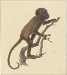 macaco