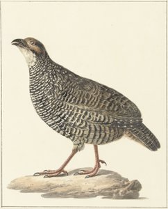 Francolin chinês (Excalfactoria chinensis)
