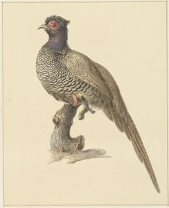 Faisão de caça de Pieter Pietersz. Barbiers